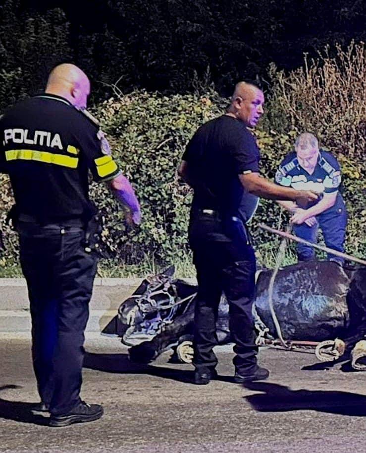 Cal în agonie, salvat de polițiștii gorjeni 18910786