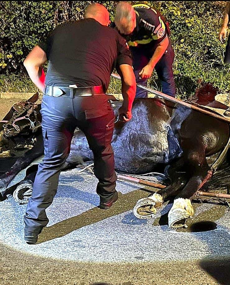 Cal în agonie, salvat de polițiștii gorjeni 18910788