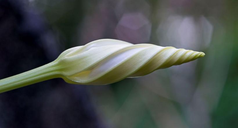 Floarea care se trezește dimineața și adoarme la prânz: Zorele delicate și spectaculoase pentru grădina ta