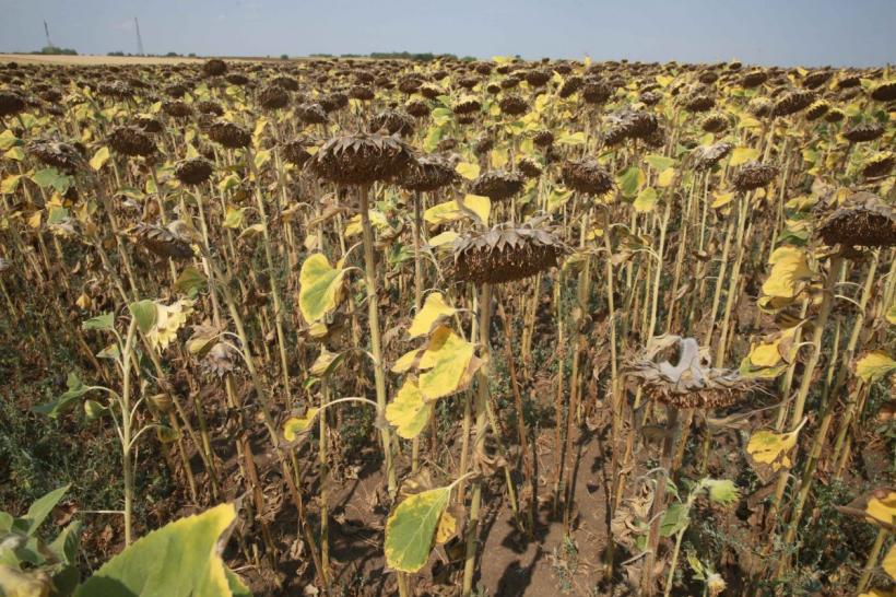 Cea mai slabă recoltă din ultimii 30 de ani în România? „Unii fermieri nici nu au mai băgat combina pentru că nu au ce recolta“
