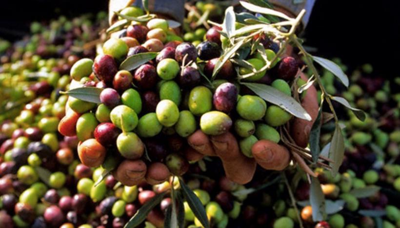 Cum să mănânci gras pentru a rămâne slab: Alimentele care elimină grăsimea în mod natural 18911216