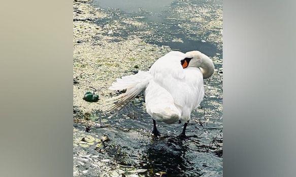 Lebădă salvată de polițiștii de frontieră de pe Dunăre, dusă la Sibiu 18911824