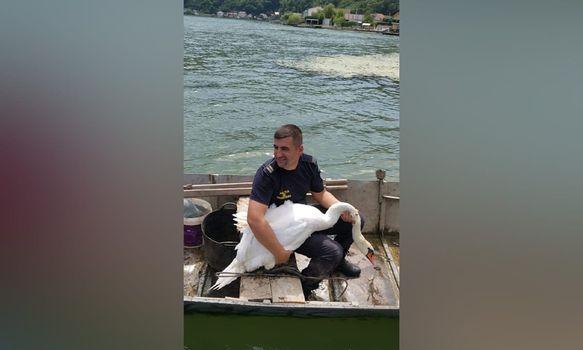 Lebădă salvată de polițiștii de frontieră de pe Dunăre, dusă la Sibiu 18911825