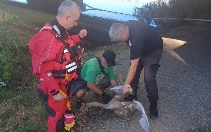 Pui de lebădă blocat în firul unei undițe, salvat din apele Crișului Repede