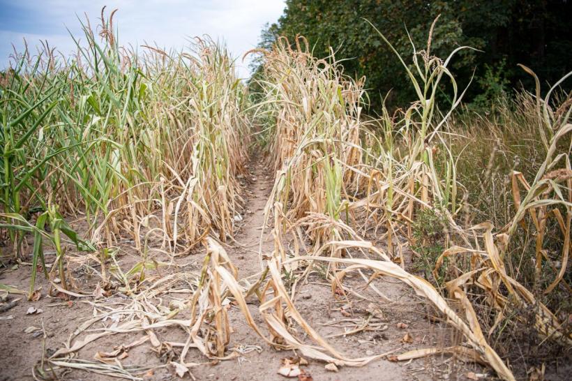 Fermierii pot depune cereri de constatare a pagubelor produse de secetă până în 19 august