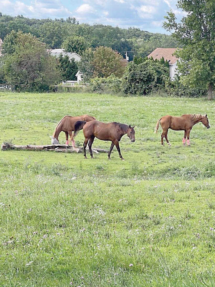Utilul și plăcutul, la margine de oraș 18912610