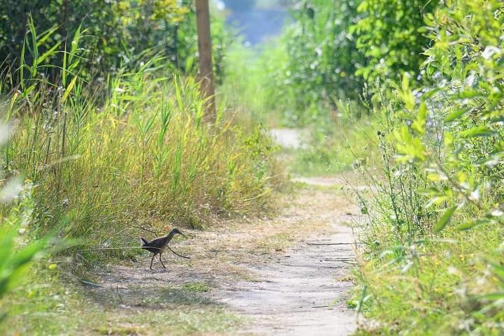 Vara verde în Văcărești, evenimente pentru toate vârstele 18912826