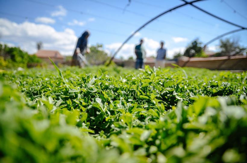 Record greu de atins. Legea compostului, de patru ani fără norme de aplicare 18912980