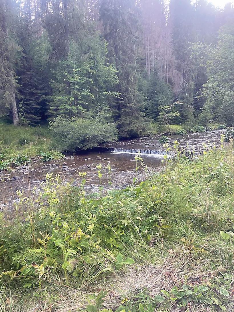 Apusenii mor natural, sub ochii ecologiștilor. Gândacul ajutat de Ministerul Mediului și de Romsilva să mănânce 40.000 de hectare de pădure 18913380