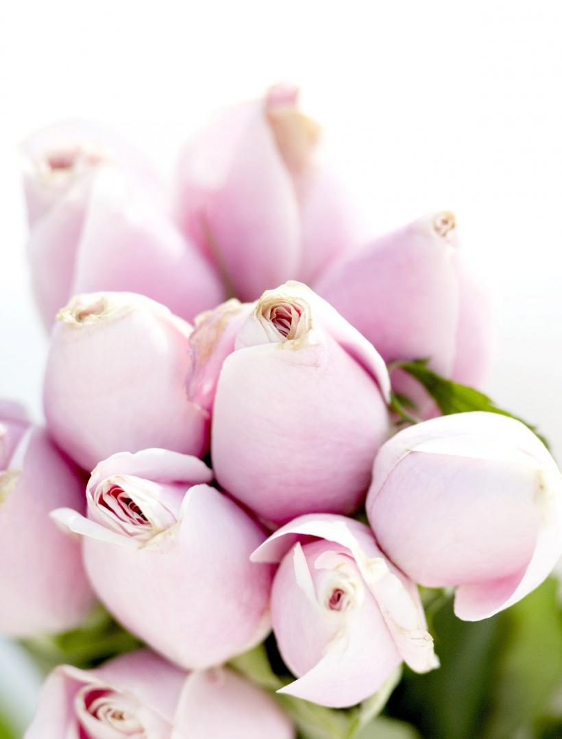 Arta de a oferi flori: semnificația și mesajul ascuns al fiecărui buchet 18913592