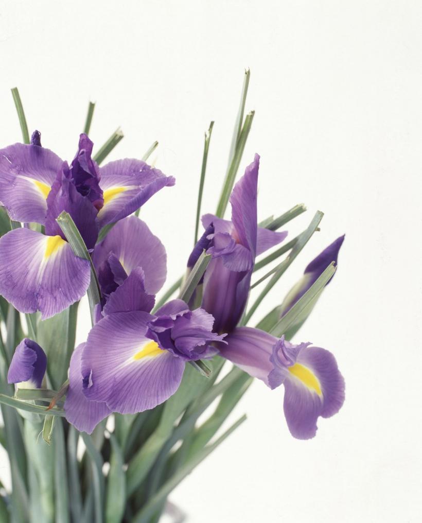 Arta de a oferi flori: semnificația și mesajul ascuns al fiecărui buchet 18913595