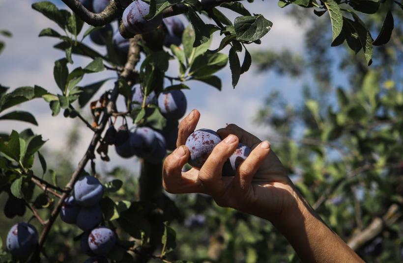 Puterea prunelor: Scut împotriva îmbătrânirii cu vitamine, minerale și antioxidanți. Secretul naturii pentru o digestie sănătoasă și oase puternice