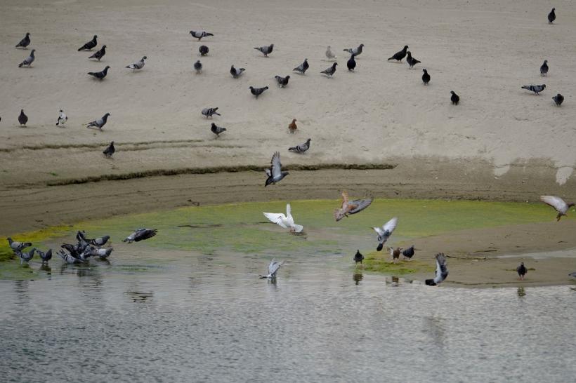 Protest Greenpeace în albia secată a Parcului Natural Comana - Viitorul rămâne fără apă