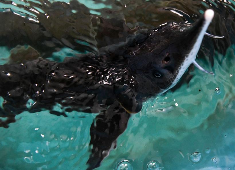 „Vino și botează-ți sturionul! ”. Peste o mie de pui de sturion, eliberați în Dunăre 18914847