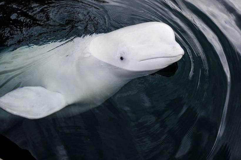 Incredibila poveste a lui Hvaldimir: Balenă albă „spion” rusă care a fost găsită moartă în Norvegia 18915223