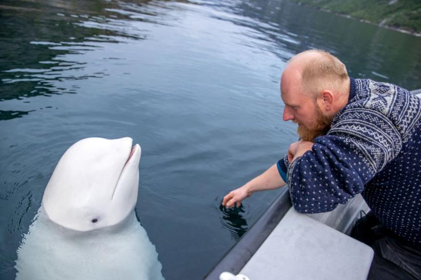 Incredibila poveste a lui Hvaldimir: Balenă albă „spion” rusă care a fost găsită moartă în Norvegia 18915225