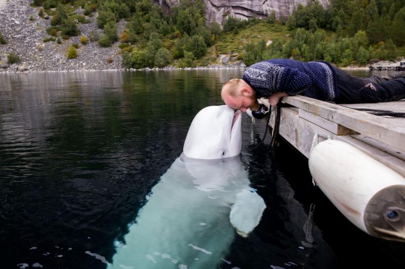 Incredibila poveste a lui Hvaldimir: Balenă albă „spion” rusă care a fost găsită moartă în Norvegia 18915226