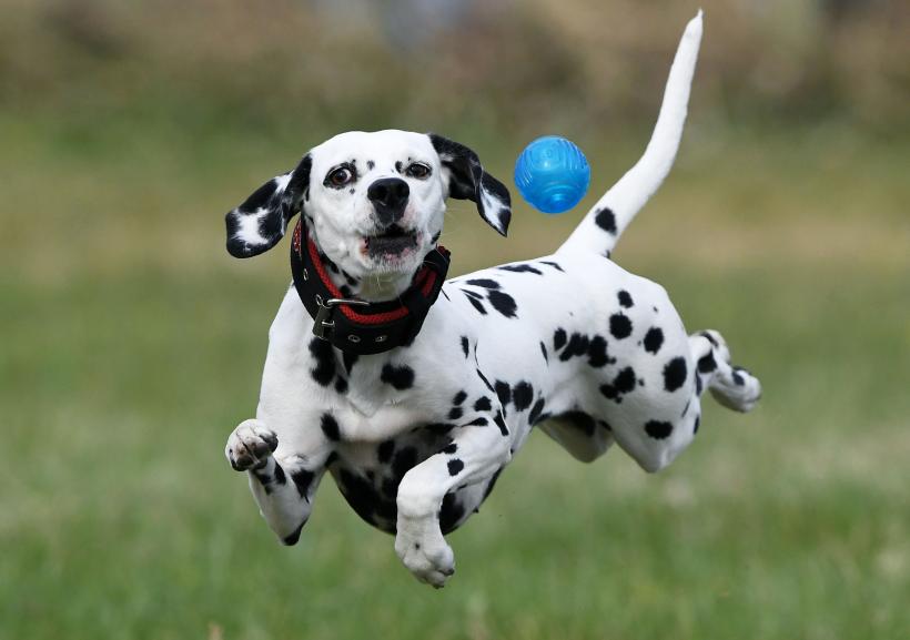 10 Rase de câini care nu suportă copiii mici. Iată surprizele din top, la care nu te-ai fi așteptat 18915776