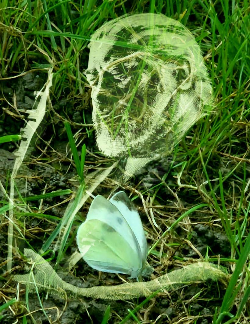 Fluturi albi au apărut în preajma membrilor trupei Phoenix, la o lună după moartea lui Nicu Covaci 18915833