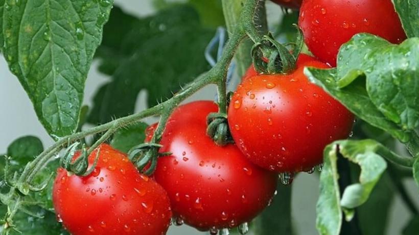 Roșiile - sunt sau nu sunt otrăvitoare aceste fructe? 18915900