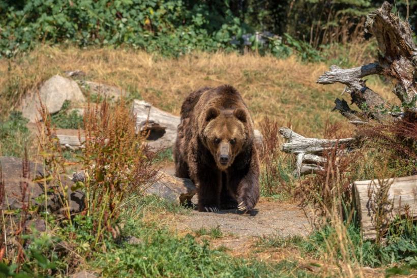 Ursul bagă spaima în Valea Avrigului