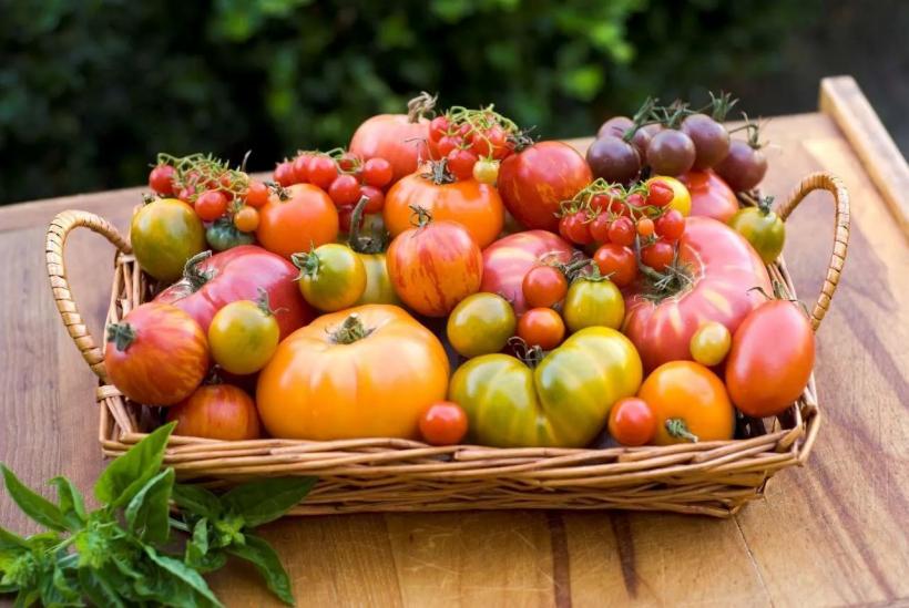 Tomatele, luptători tenaci în combaterea cancerului