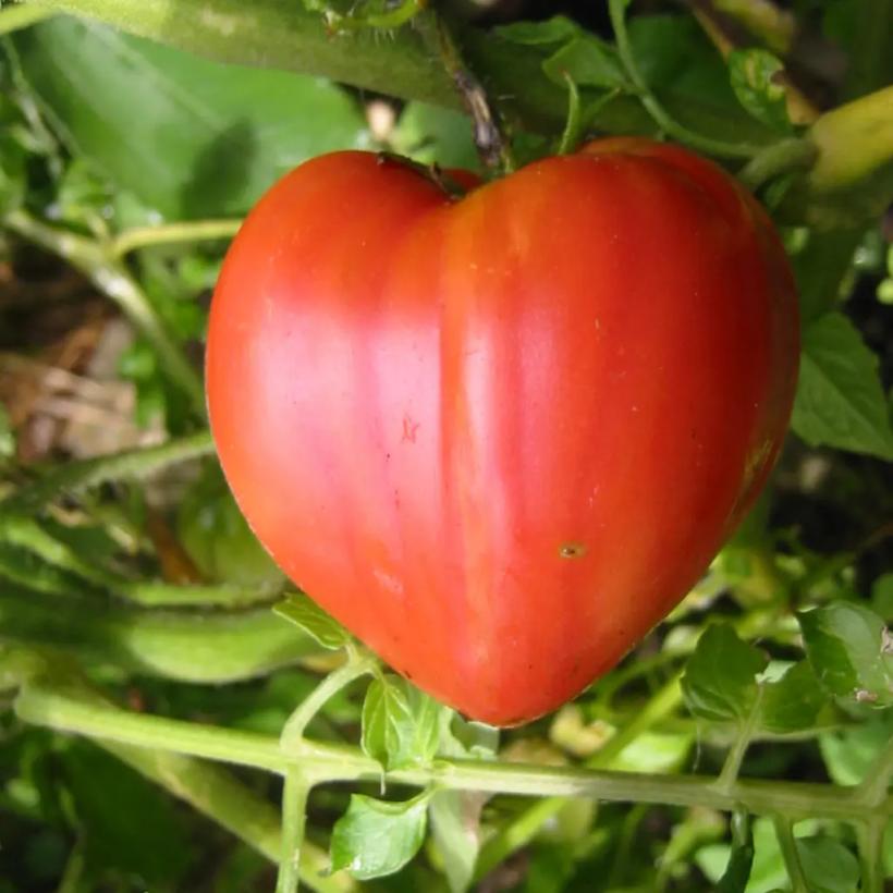 Tomatele, luptători tenaci în combaterea cancerului 18916535