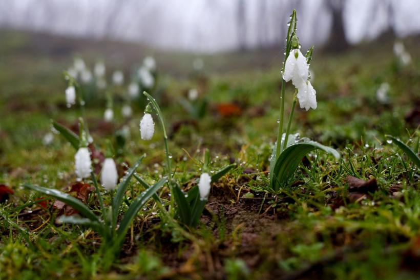 6 flori de primăvară care pot fi plantate toamna