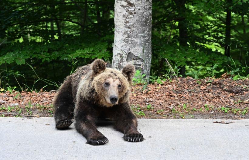 Un bărbat cu un copil în braţe, amendat după ce a oprit să se fotografieze cu un urs care urma să fie relocat