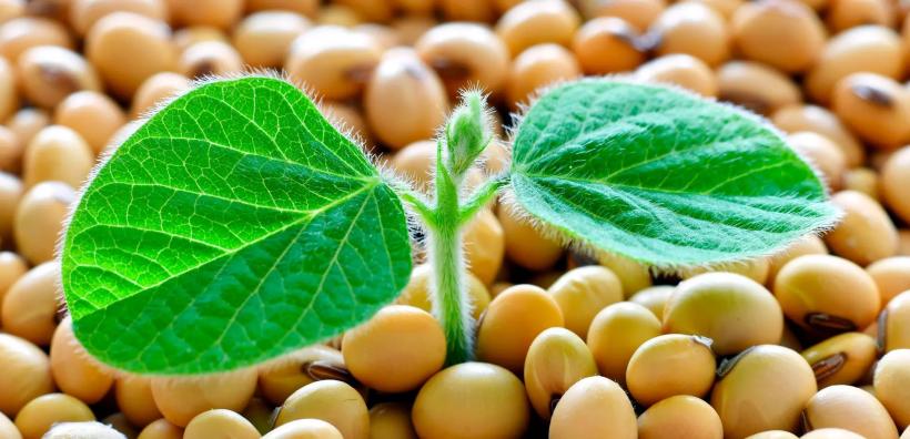 Soia, gardianul cancerului de sân 18916909