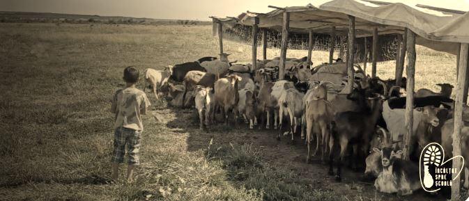 Matematică pe burta goală. Ilie doarme cu caprele, dar școala e a doua sa casă  18917537