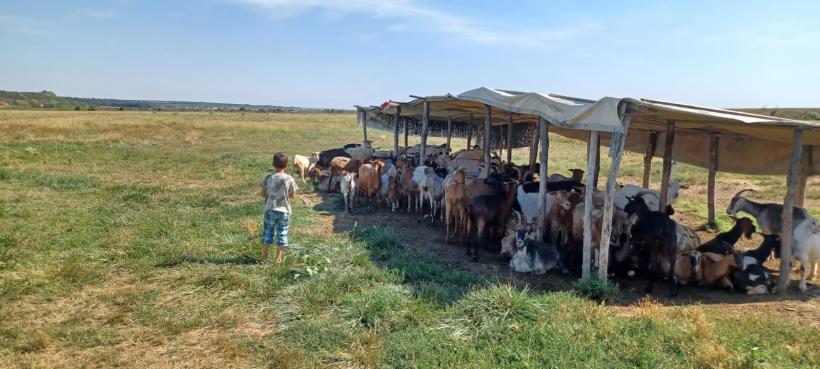 Matematică pe burta goală. Ilie doarme cu caprele, dar școala e a doua sa casă  18917538