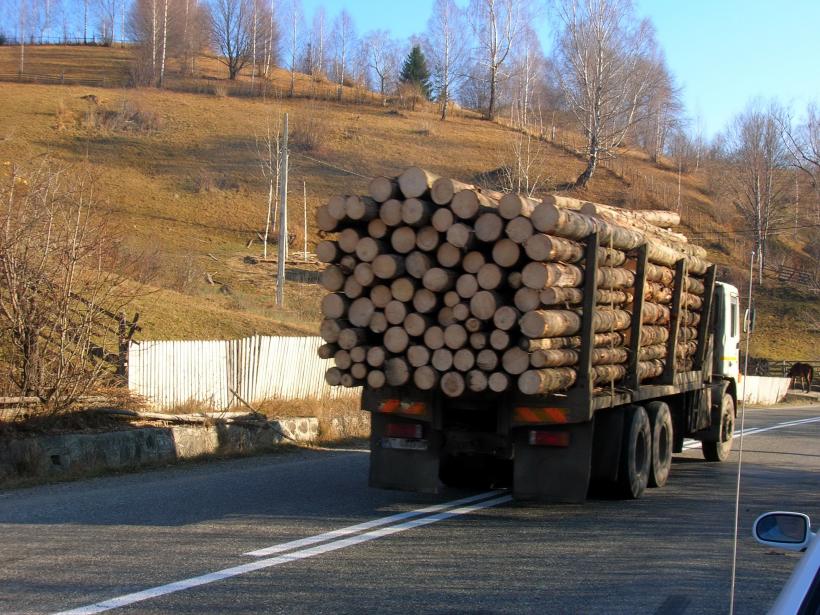 Poliţiştii au confiscat peste 170 de metri cubi de lemn, în valoare de circa 148.000 lei