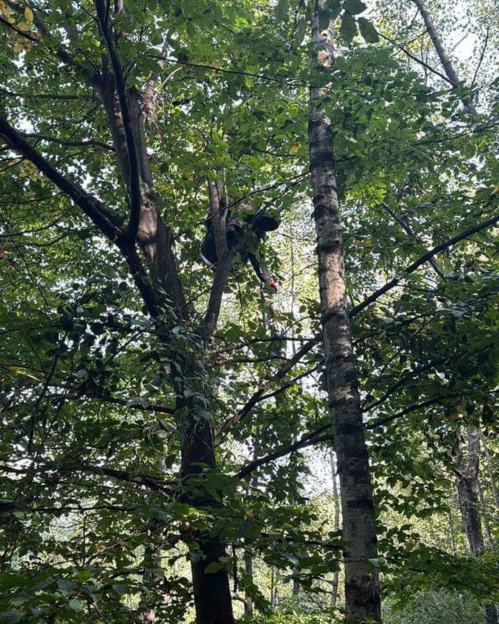 Un parapantist a căzut și a rămas agățat într-un copac 18917965