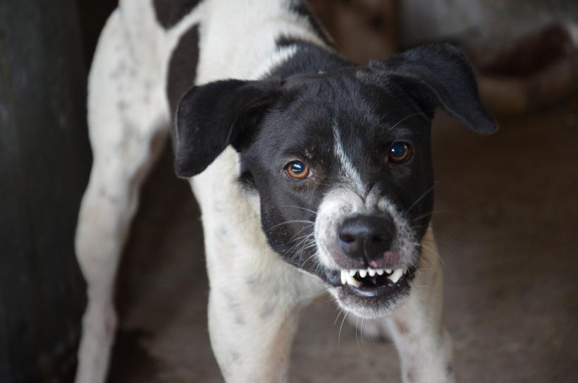 Ciudățenii din lumea animalelor. De ce câinii latră doar la unii oameni