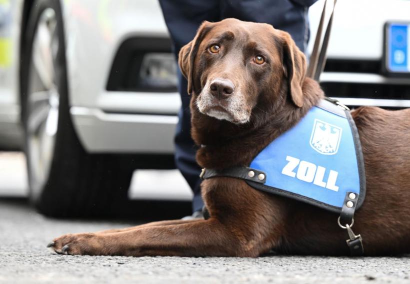 Labrador vs. Golden Retriever: Asemănări și deosebiri 18917978