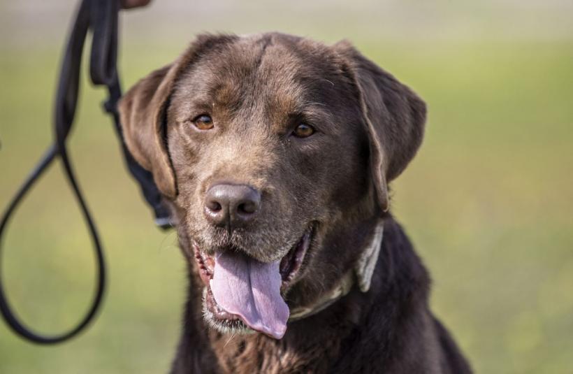 Labrador vs. Golden Retriever: Asemănări și deosebiri 18917979