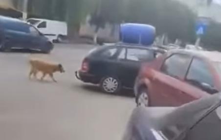 Caz șocant : câine tras de o mașină în Năvodari – „Există o corelație între violența asupra animalelor și cea împotriva oamenilor”