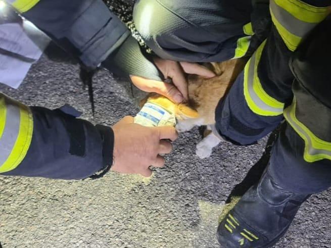 Pofticioasă peste măsură, o pisică a rămas blocată cu capul într-o conservă cu mâncare 18918725