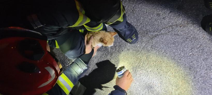 Pofticioasă peste măsură, o pisică a rămas blocată cu capul într-o conservă cu mâncare 18918726