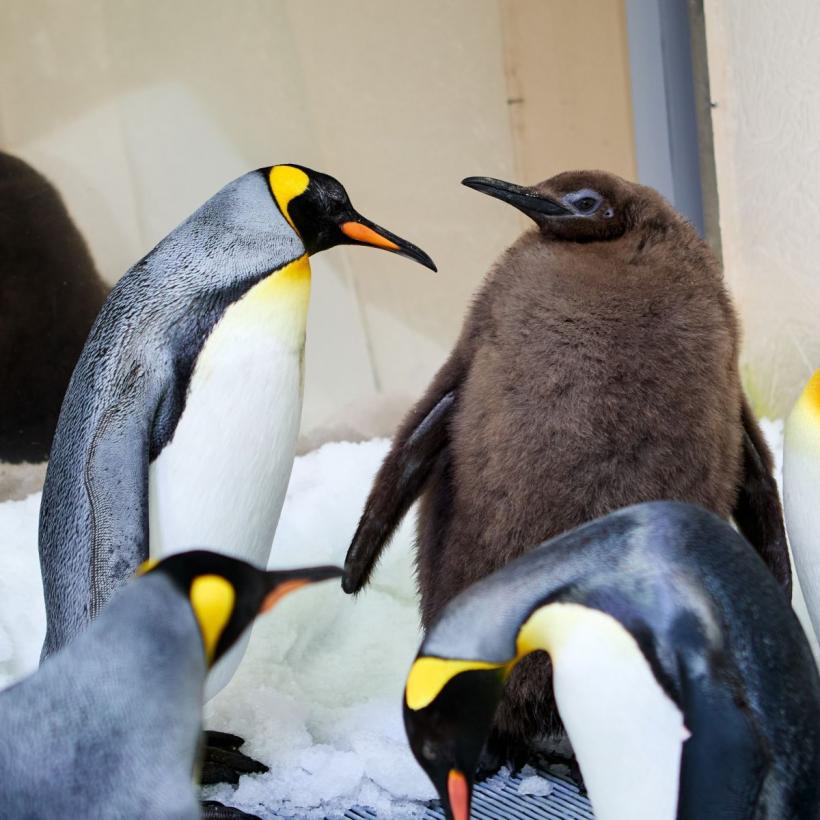 Un pui de pinguin imperial cu o greutate de peste 23 de kilograme a devenit un star pe reţelele de socializare