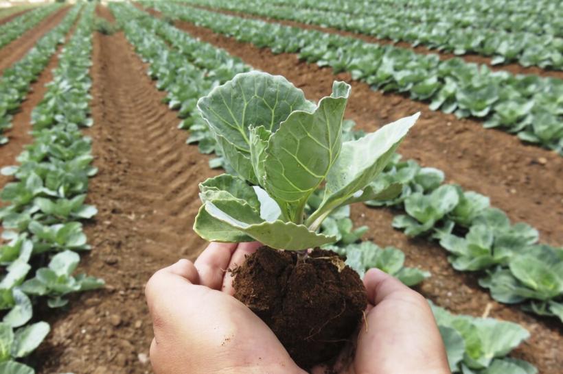 Agricultura ecologică a UE e varză