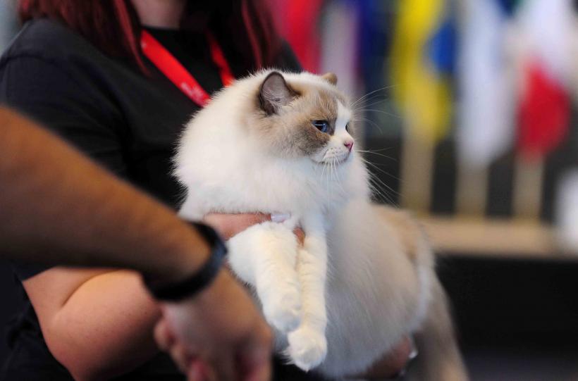 Pisicile de rasă intră în competiție: Campionatul Felin Est European aduce premiere și adopții 18919683