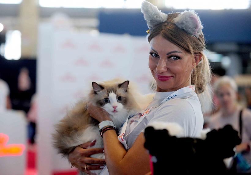 Pisicile de rasă intră în competiție: Campionatul Felin Est European aduce premiere și adopții 18919684