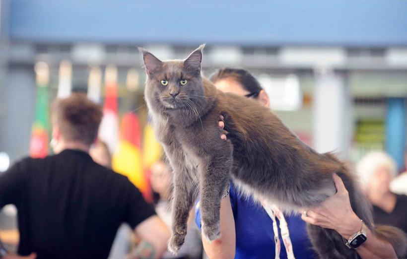 Pisicile de rasă intră în competiție: Campionatul Felin Est European aduce premiere și adopții 18919685