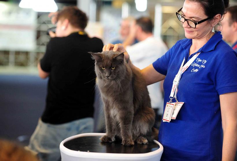 Pisicile de rasă intră în competiție: Campionatul Felin Est European aduce premiere și adopții 18919686