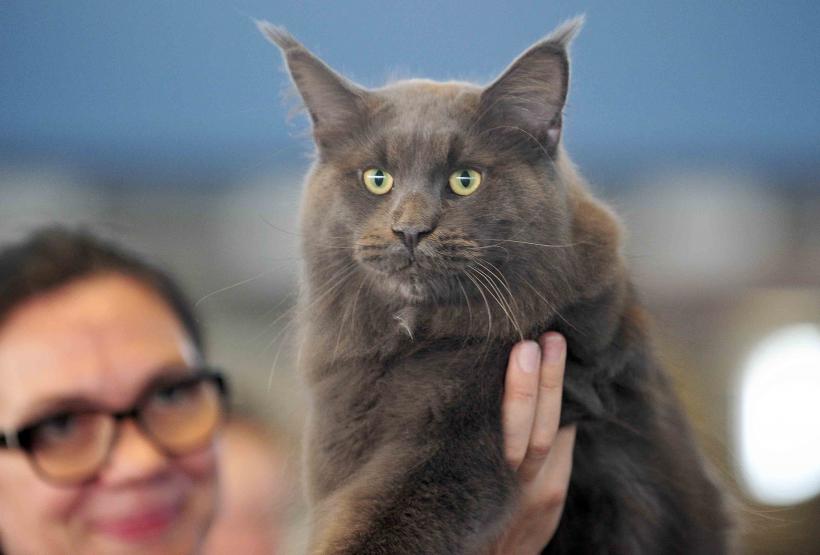 Pisicile de rasă intră în competiție: Campionatul Felin Est European aduce premiere și adopții 18919687