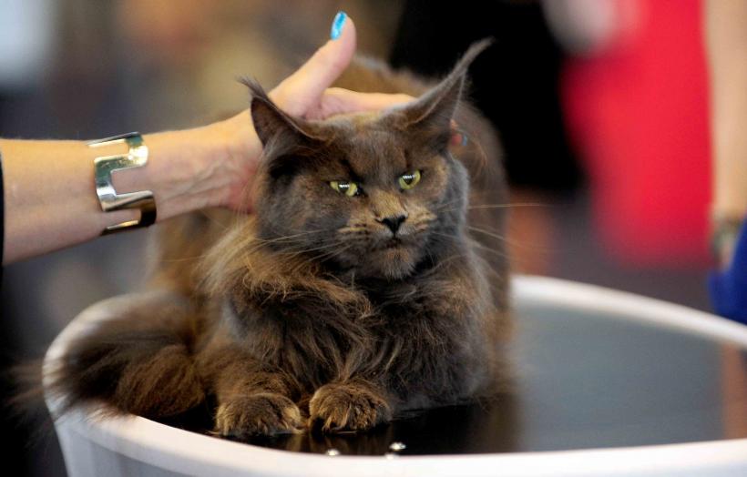 Pisicile de rasă intră în competiție: Campionatul Felin Est European aduce premiere și adopții 18919688