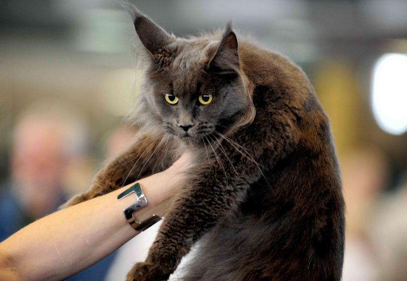 Pisicile de rasă intră în competiție: Campionatul Felin Est European aduce premiere și adopții 18919689