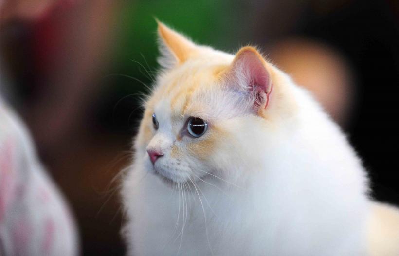 Pisicile de rasă intră în competiție: Campionatul Felin Est European aduce premiere și adopții 18919690